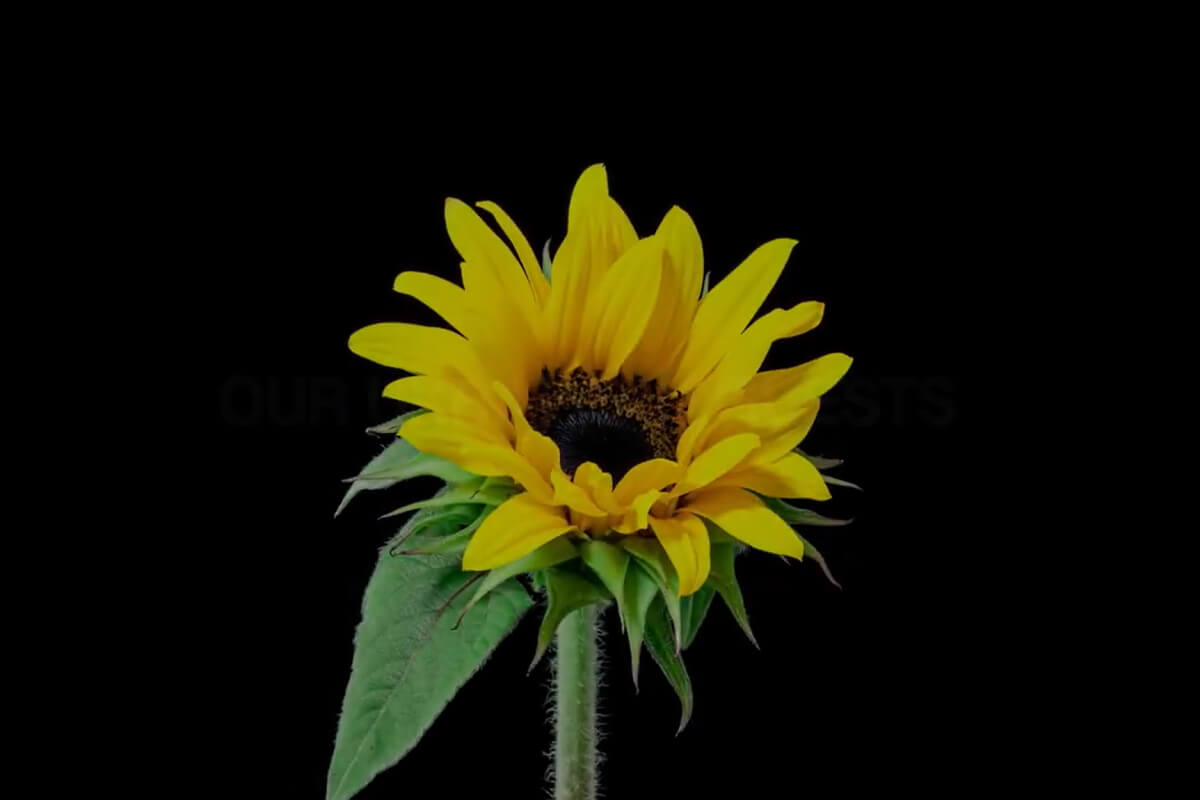 Video poster image